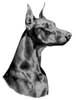 Dobermann