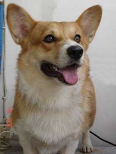 Pembroke Welsh Corgi