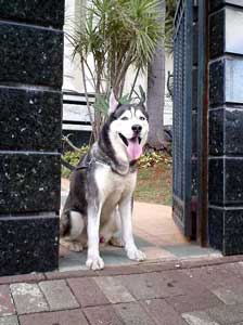 Wolf's Rain Cosmic
