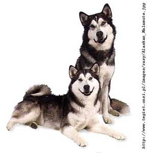 Anjing Alaskan Malamute