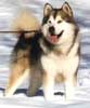 Anjing Alaskan Malamute