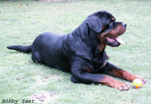 Von Master Kennel