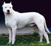 Anjing Dogo Argentino