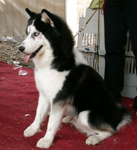 Sando Von Kyai Luhur