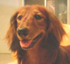 INA.CH. Pacco of Fifty One Kennel