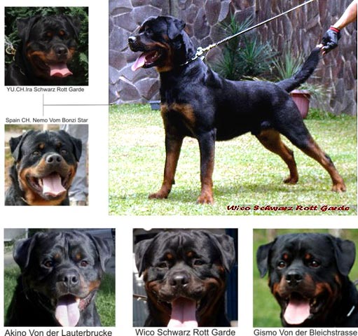 Wico Schwarz Rott Garde 