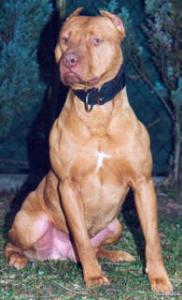 Pitbull : Faktor 