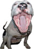 Pitbull : Faktor 