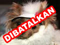 Dog Fashion Show @ Jakarta Garden City (BATAL)