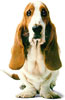 Anjing Basset Hound