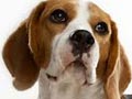 Kennel Anjing Beagle