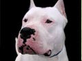 Kennel Anjing Dogo Argentino