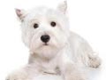 Kennel Anjing West Highland White Terrier