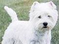 Anjing West Highland White Terrier