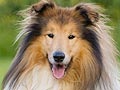 Anjing Collie (Lassie)