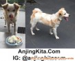 Ditemukan Anjing di Kosambi Baru