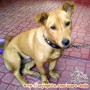 Telah Dicuri Anjing Betina Ras Campuran Berwarna Coklat di Kota Pekanbaru