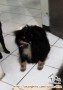 Telah Hilang Anjing Pom Hitam
