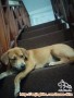 Telah Hilang Anjing Beagle