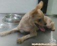ANJING POM BETINA HILANG