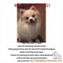 Anjing minipom hilang
