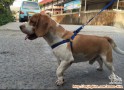 Anjing Jantan Beagle warna Lemon hilang di Taman ratu hari