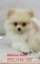 Anjing Pom Hilang di daerah Cikarang 08/08/2016
