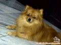 Anjing Pom coklat hilang