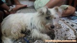 Adopt