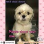 mohon  bantuanya untuk anjing teman saya shiro