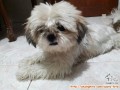 Ditemukan anjing daerah bsd