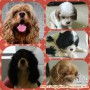 Jual anakan mix Cavalier king charles spaniel X Cocker spaniel