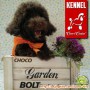 FOR SALE BOLT: Clever Choco Toy Poodle