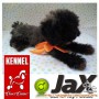 FOR SALE JAX: Clever SILVER Toy Poodle