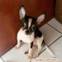 Tolong dengan sangat anjing hilang