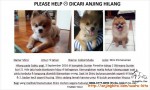 MINIPOM COKLAT HILANG. MOHON BANTU SHIRO PULANG
