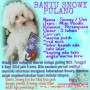 Anjing mini poodle hilang di seputaran Kelapa Gading