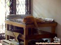 Need adopter anjing pom -+ 8 tahun terawat, krn anak bayi alergi