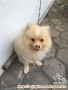 Anjing Pomerian Hilang