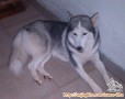 Anjing Hilang ( DICURI )