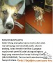anjing hilang