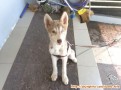 Anjing husky ditemukan di gading serpong