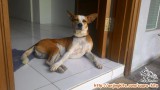 Anjing Hilang di Mampang Prapatan Jak-Sel