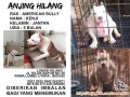 ANJING HILANG DI RAWALUMBU UTARA BEKASI