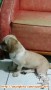 Anjing hilang jenis shih tzu