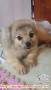 Anjing Pomeranian Hilang di Daerah Cimanggu Bogor