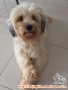 Ditemukan Anjing