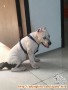 Anjing American Bully dicuri!
