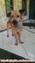 Ditemukan anjing terlantar