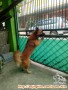 Anjing hilang di area jakarta barat